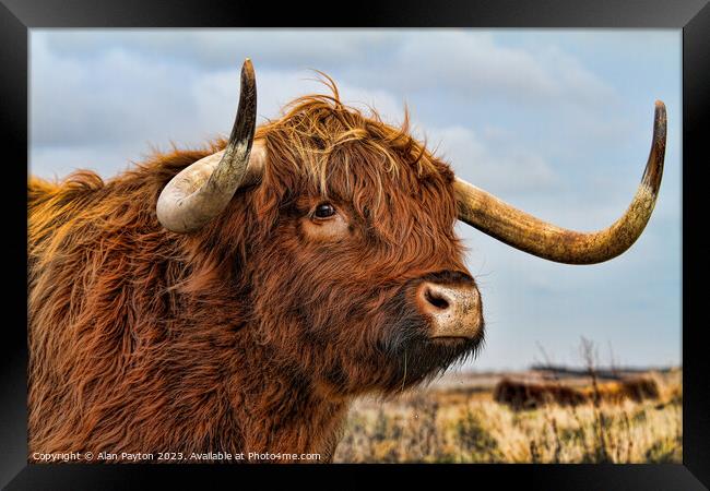 I've got my eye on you - Highland Cow Framed Print by Alan Payton