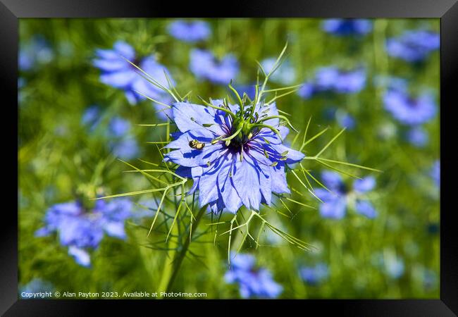 Bee in a Love in a mist Framed Print by Alan Payton