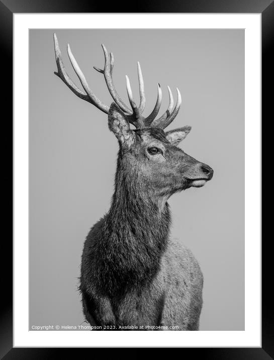 Royal Stag Framed Mounted Print by Helena Thompson