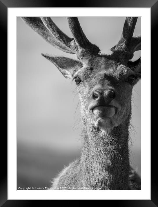 Velvet Antlers Framed Mounted Print by Helena Thompson