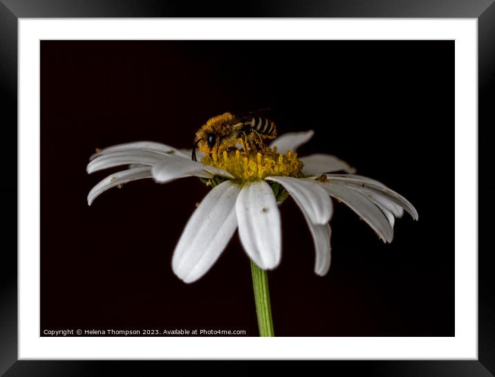 Wildflower Bee Framed Mounted Print by Helena Thompson