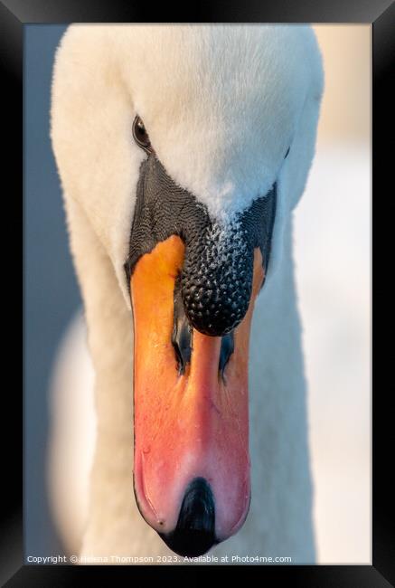 Mute Swan Framed Print by Helena Thompson