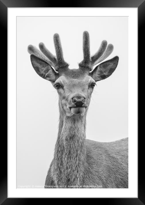 Black & White Stag Framed Mounted Print by Helena Thompson