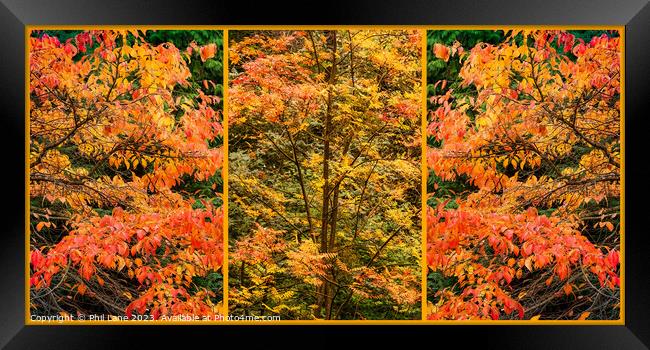 Autumn Leaf Colour Triptych Panel Framed Print by Phil Lane