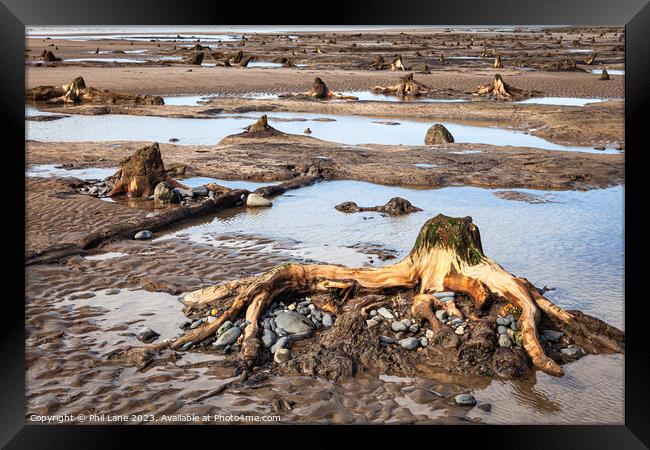 Petrified Forest Framed Print by Phil Lane