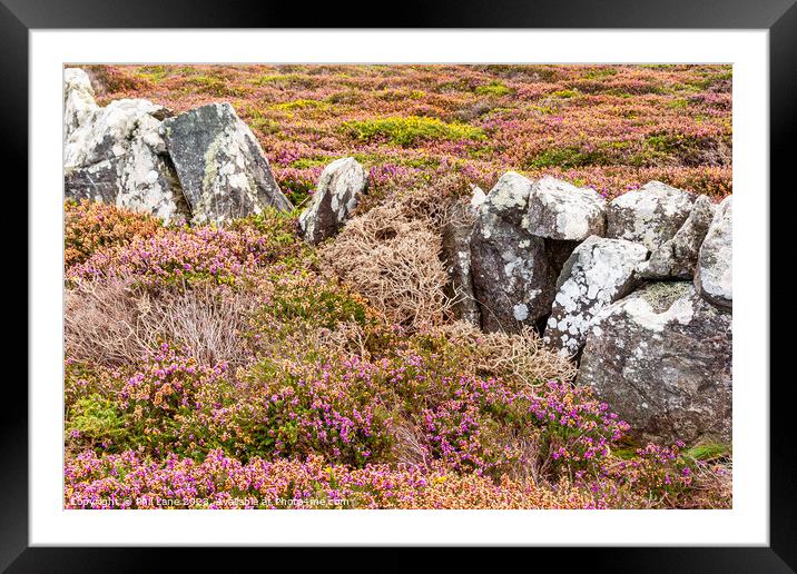 Cornish Coast Colours  Framed Mounted Print by Phil Lane