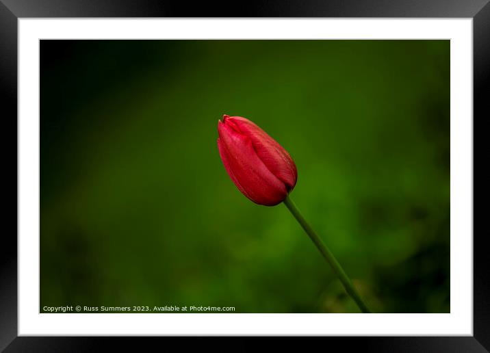 Red Tulip Framed Mounted Print by Russ Summers