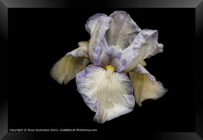 Bearded Iris Framed Print by Russ Summers