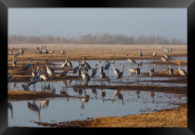 Feeding of the cranes at sunrise in the national P Framed Print by Olga Peddi