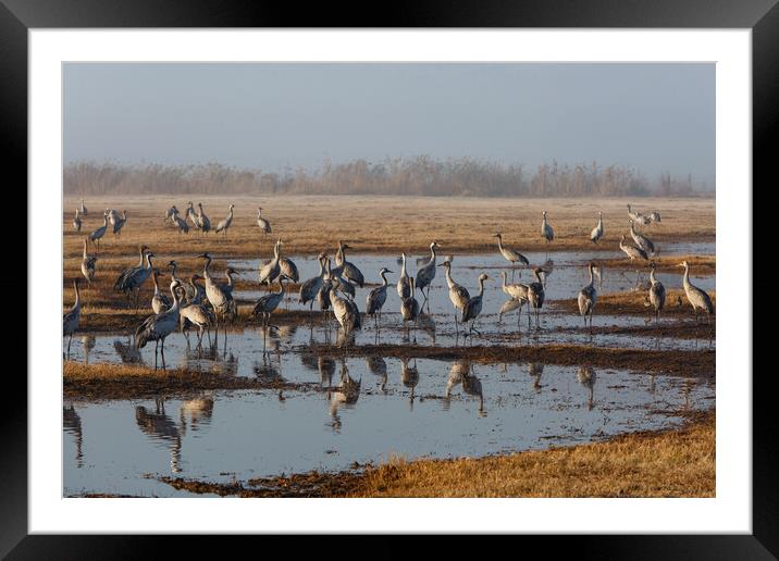 Feeding of the cranes at sunrise in the national P Framed Mounted Print by Olga Peddi