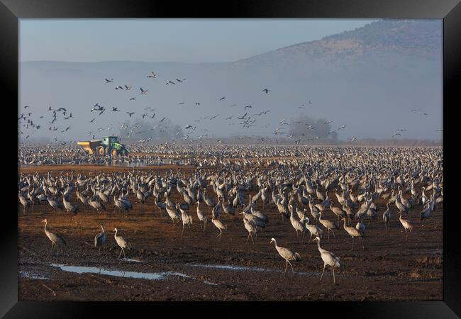 Feeding of the cranes at sunrise in the national P Framed Print by Olga Peddi