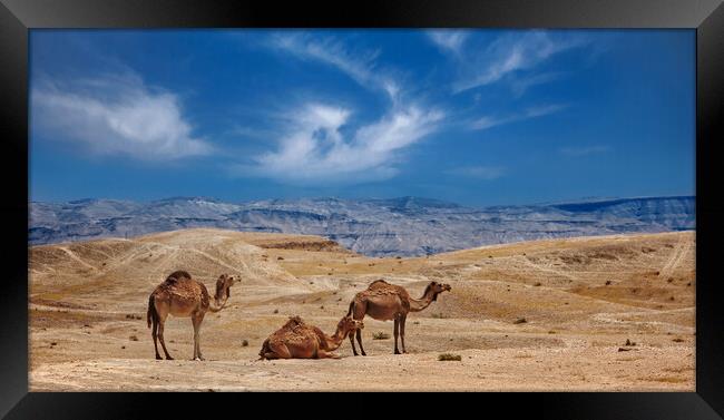 Israel, Negev Desert, A herd of Arabian camels Framed Print by Olga Peddi