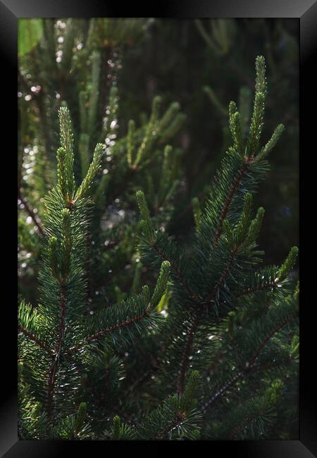 Pine tree close-up of needles and branches Framed Print by Olga Peddi