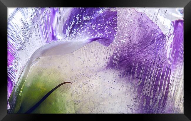  Abstraction of purple flowers in ice Framed Print by Olga Peddi
