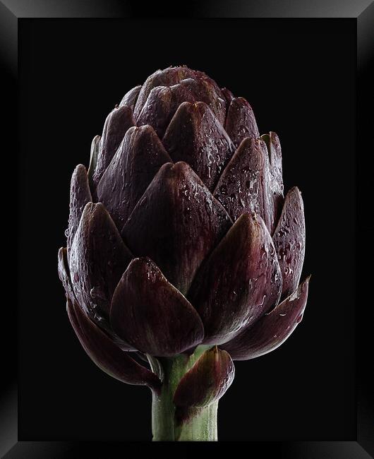 Fresh raw artichokes on black background.  Framed Print by Olga Peddi