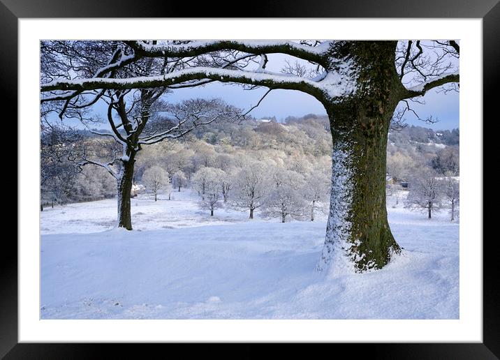 Snow covered trees in Lyme Park Framed Mounted Print by David Barratt