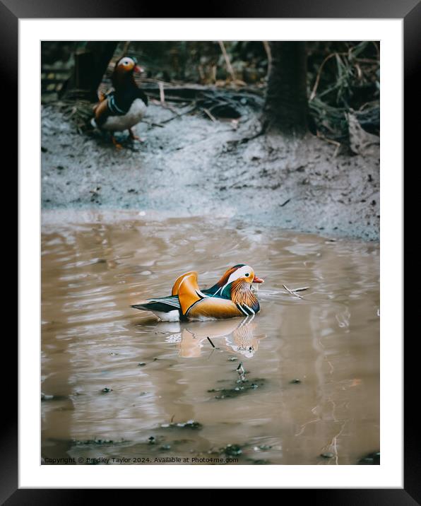 Mandarin Duck in the Spotlight Framed Mounted Print by Bradley Taylor