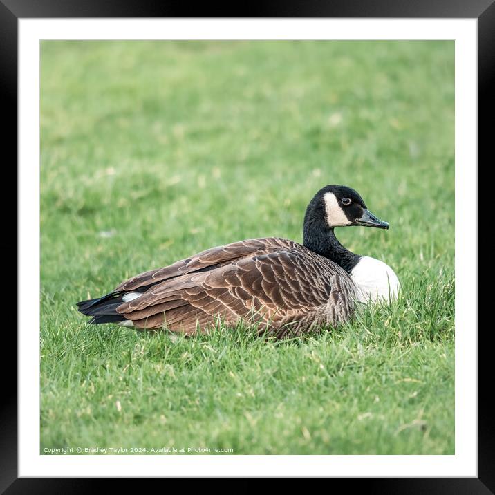 Canada Goose Square Framed Mounted Print by Bradley Taylor