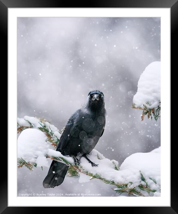 Jackdaw in Snow, Yorkshire Framed Mounted Print by Bradley Taylor