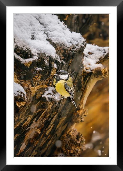 Great Tit in Snow Framed Mounted Print by Bradley Taylor