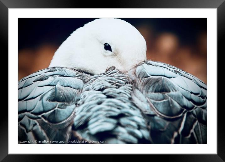 Snow Goose Dark Morph, UK Framed Mounted Print by Bradley Taylor