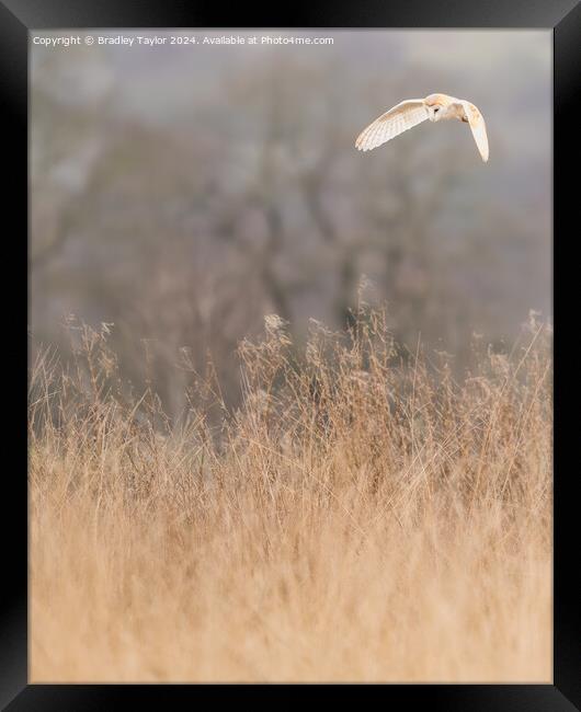 Hunting Barn Owl, Yorkshire Dales Framed Print by Bradley Taylor