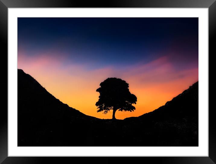 The Sycamore Tree Framed Mounted Print by Zap Photos
