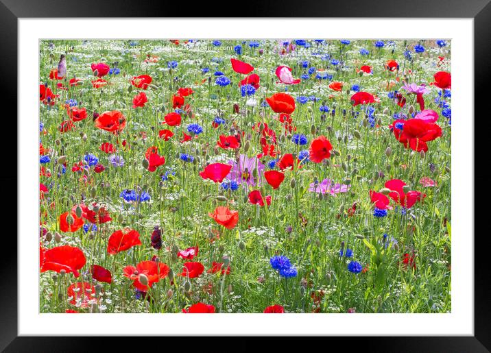 Colourful red poppies and blue cornflowers Framed Mounted Print by Bryan Attewell