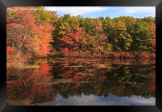 Autumn leaves reflected in Walden Pond Framed Print by Bryan Attewell