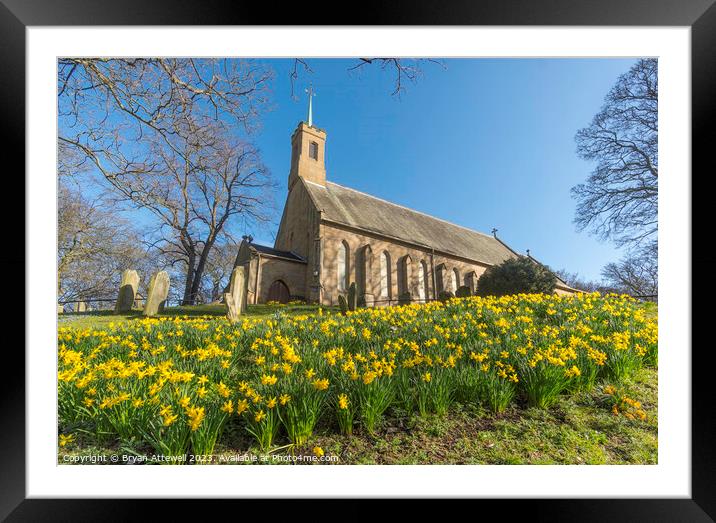 Spring view of daffodils and Holy Trinity church Framed Mounted Print by Bryan Attewell