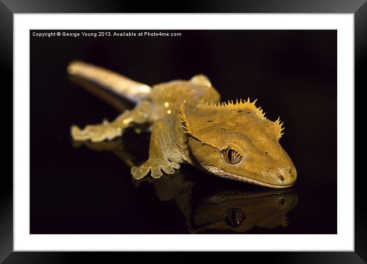 Holly the Crested Gecko Framed Mounted Print by George Young