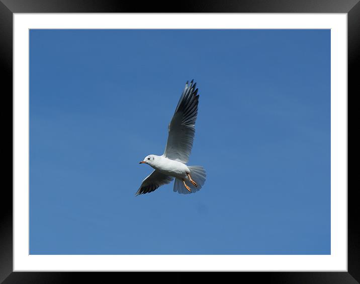 Midflight Bird Framed Mounted Print by George Young