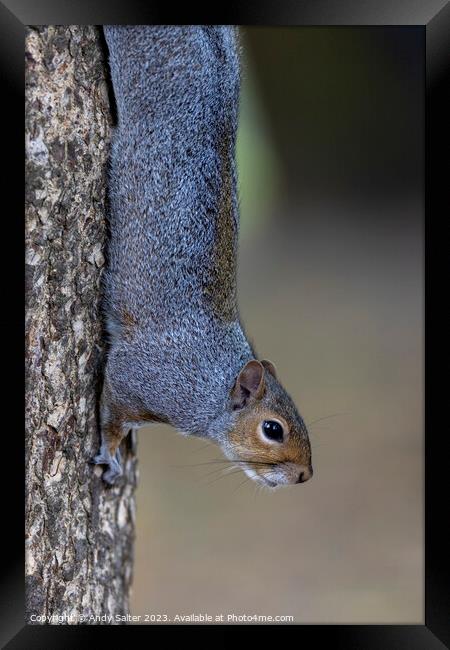 Grey Squirrel vertical Grip Framed Print by Andy Salter