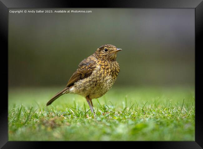 Young Robin Red Breast Framed Print by Andy Salter