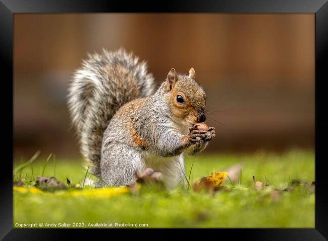 Grey Squirrel eating Hazlenut on Grass Framed Print by Andy Salter