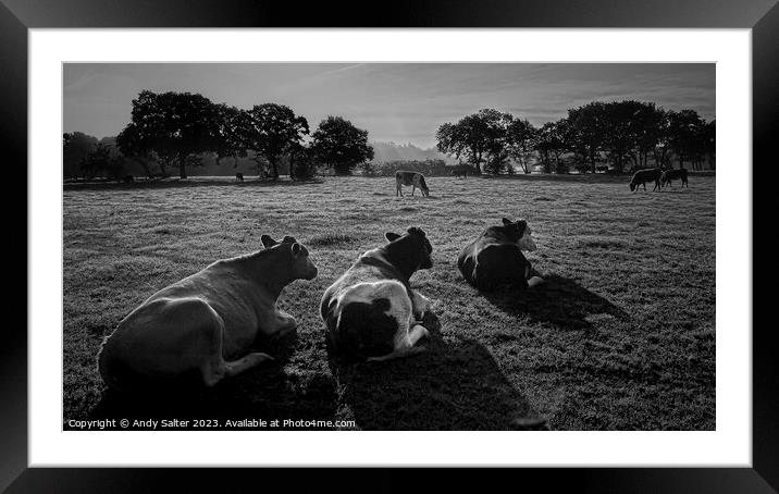 The Three Cows Framed Mounted Print by Andy Salter