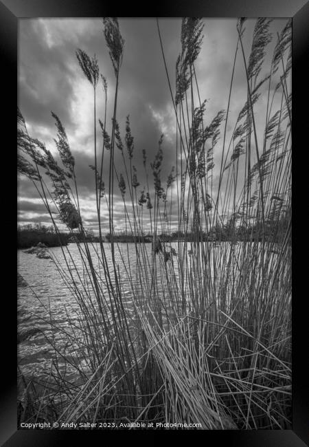 Reeds on the lake Framed Print by Andy Salter