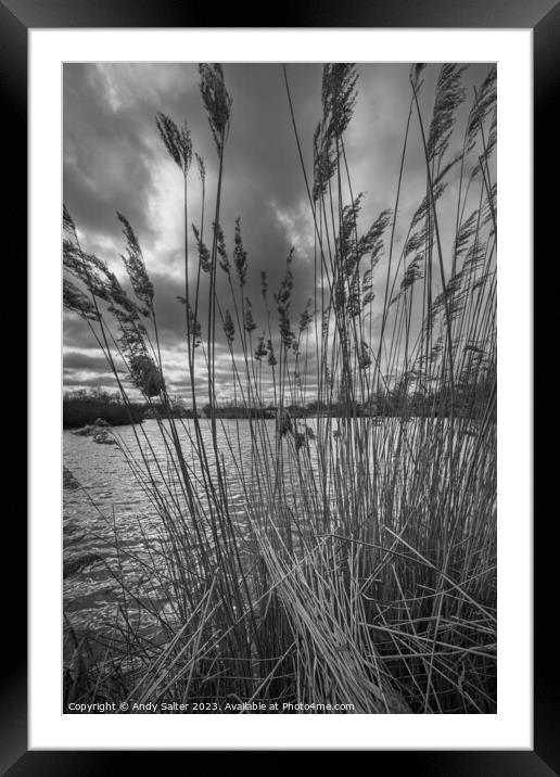 Reeds on the lake Framed Mounted Print by Andy Salter