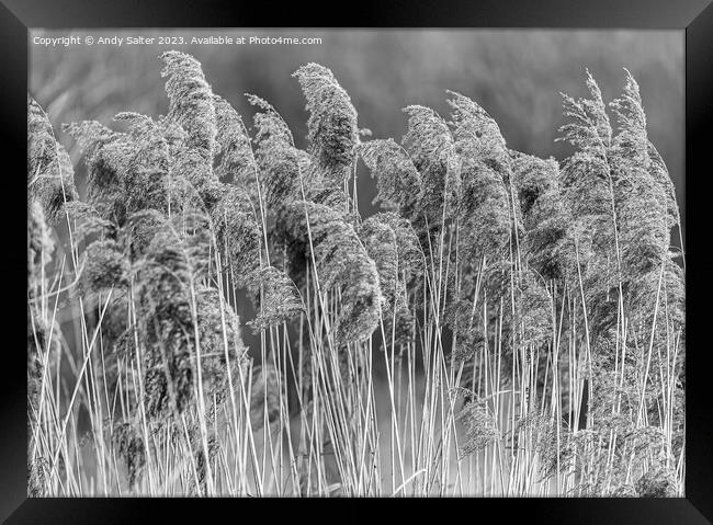 The Long Grass Framed Print by Andy Salter