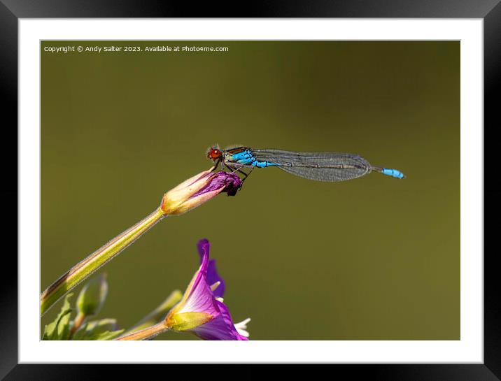 Dragonfly Framed Mounted Print by Andy Salter