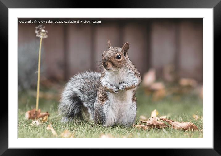 A Grey Squirrel Standing on Grass Framed Mounted Print by Andy Salter