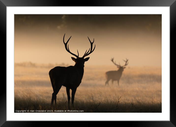 A group of deer standing in a grassy field Framed Mounted Print by Alan Crossland