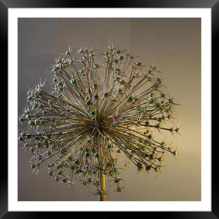 Allium Seed Framed Mounted Print by Alan Pickersgill
