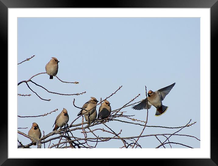 Waxwing gathering Framed Mounted Print by Alan Pickersgill