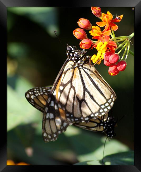 Pair of Monarchs Framed Print by Alan Pickersgill