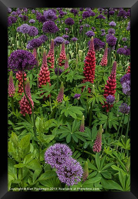 Allium and Lupin Framed Print by Alan Pickersgill