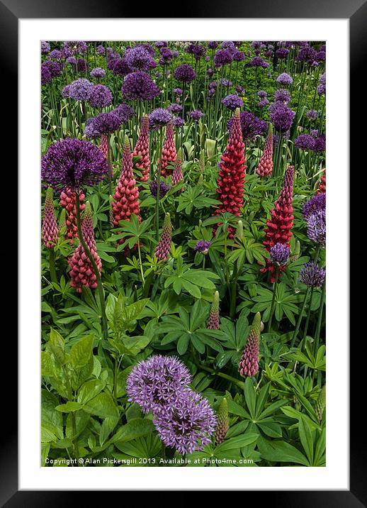 Allium and Lupin Framed Mounted Print by Alan Pickersgill