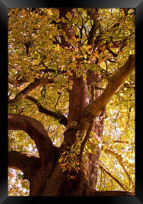 Autumn Chestnut  Framed Print by Alan Pickersgill
