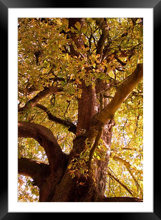 Autumn Chestnut  Framed Mounted Print by Alan Pickersgill