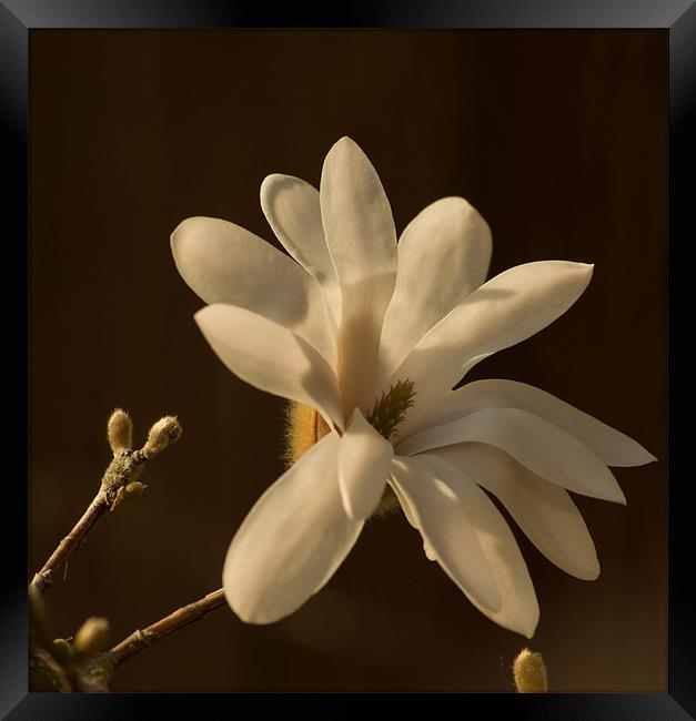 Magnolia 1 Framed Print by Alan Pickersgill